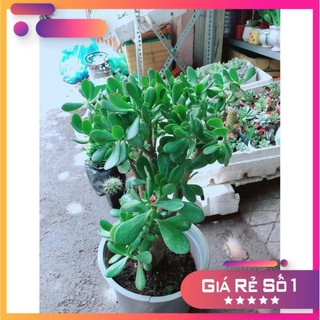 Sen Đá Ngọc Bích Size Lớn