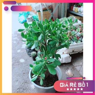 Sen Đá Ngọc Bích Size Lớn