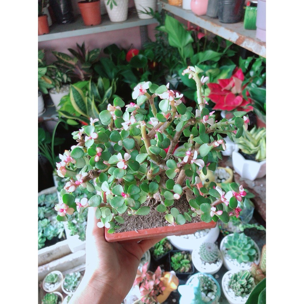 Cành Vàng Lá Ngọc Cổ Thụ
