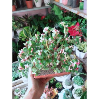 Cành Vàng Lá Ngọc Cổ Thụ
