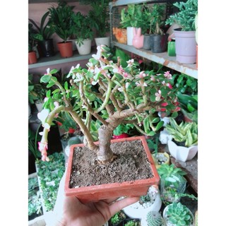 Cành Vàng Lá Ngọc Cổ Thụ