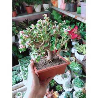 Cành Vàng Lá Ngọc Cổ Thụ