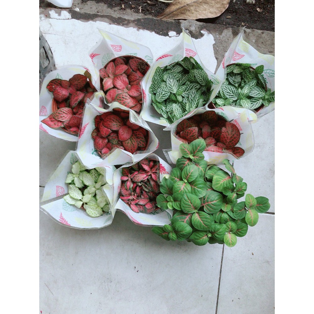 Lá Cẩm Nhung Đỏ (lá may mắn)