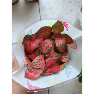 Lá Cẩm Nhung Đỏ (lá may mắn)