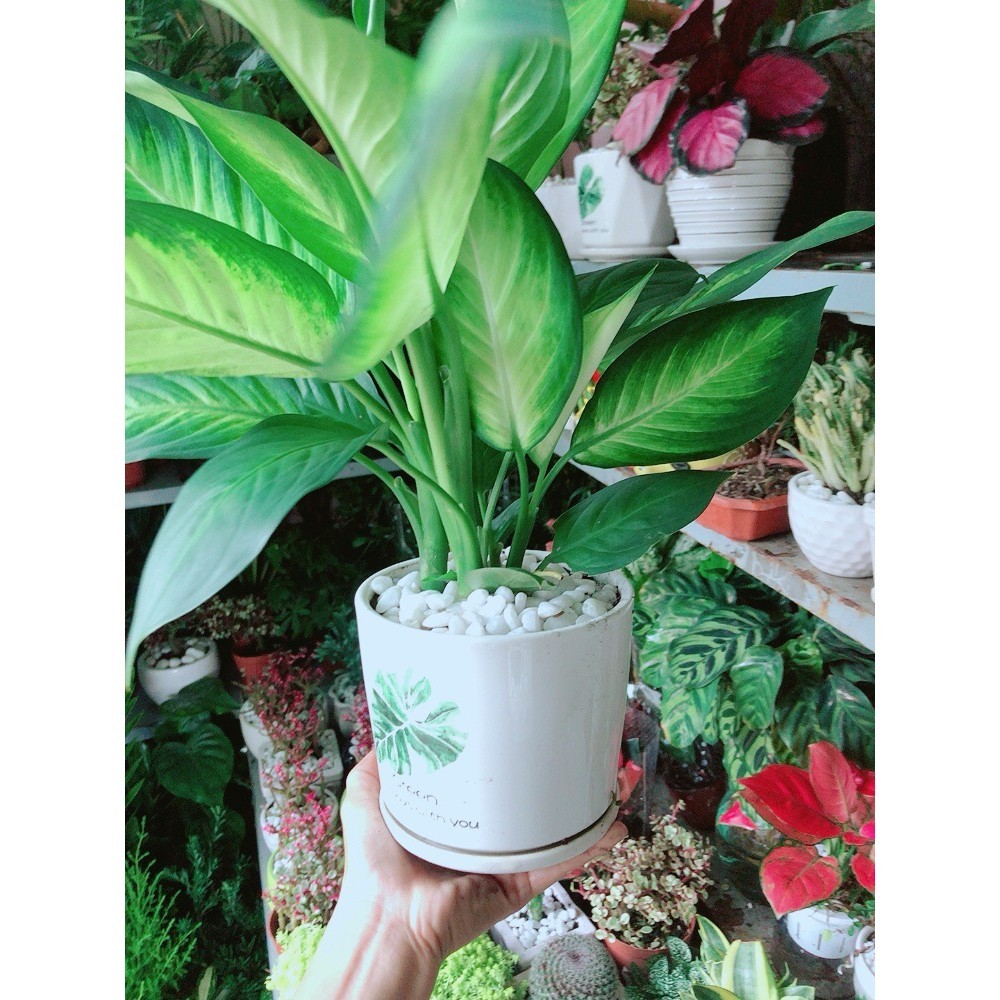 Chậu Cây Vạn Niên Thanh