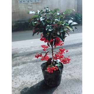 Cây Kim Ngân Lượng