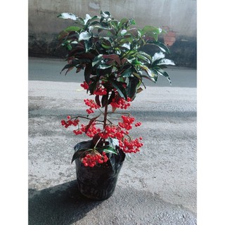 Cây Kim Ngân Lượng