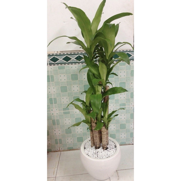 Chậu Cây Thiết Mộc Lan Cao 1m