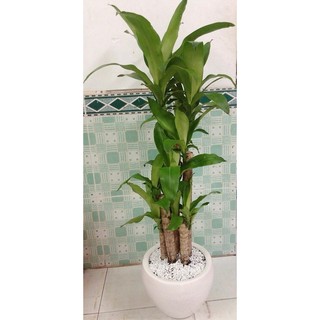 Chậu Cây Thiết Mộc Lan Cao 1m