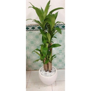 Chậu Cây Thiết Mộc Lan Cao 1m