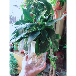 Chậu Trầu Bà Đế Vương Thuỷ Sinh