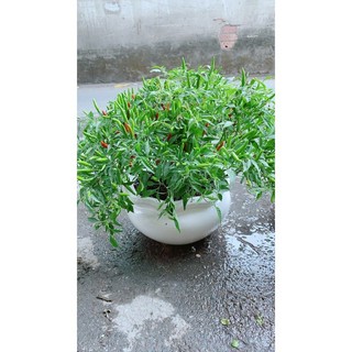 Chậu Cây Ớt Hiểm