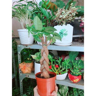 Kim Ngân Thắt Bính 3 Thân