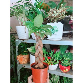 Kim Ngân Thắt Bính 3 Thân