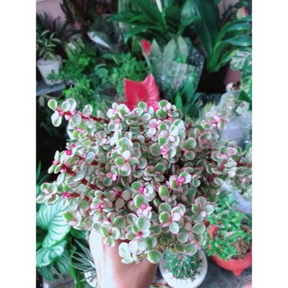 Cây Cành Vàng Lá Ngọc