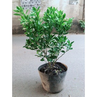 Cây Tắc Sẵn Hoa Trái
