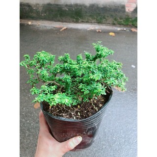 Linh Sam Hạt Gạo