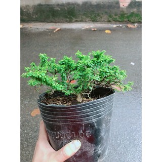 Linh Sam Hạt Gạo