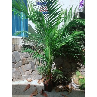 Cây Cau Kiểng Cao 1m5