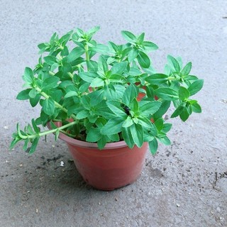 Chậu Cây Rau Ngổ (Ngò Om)