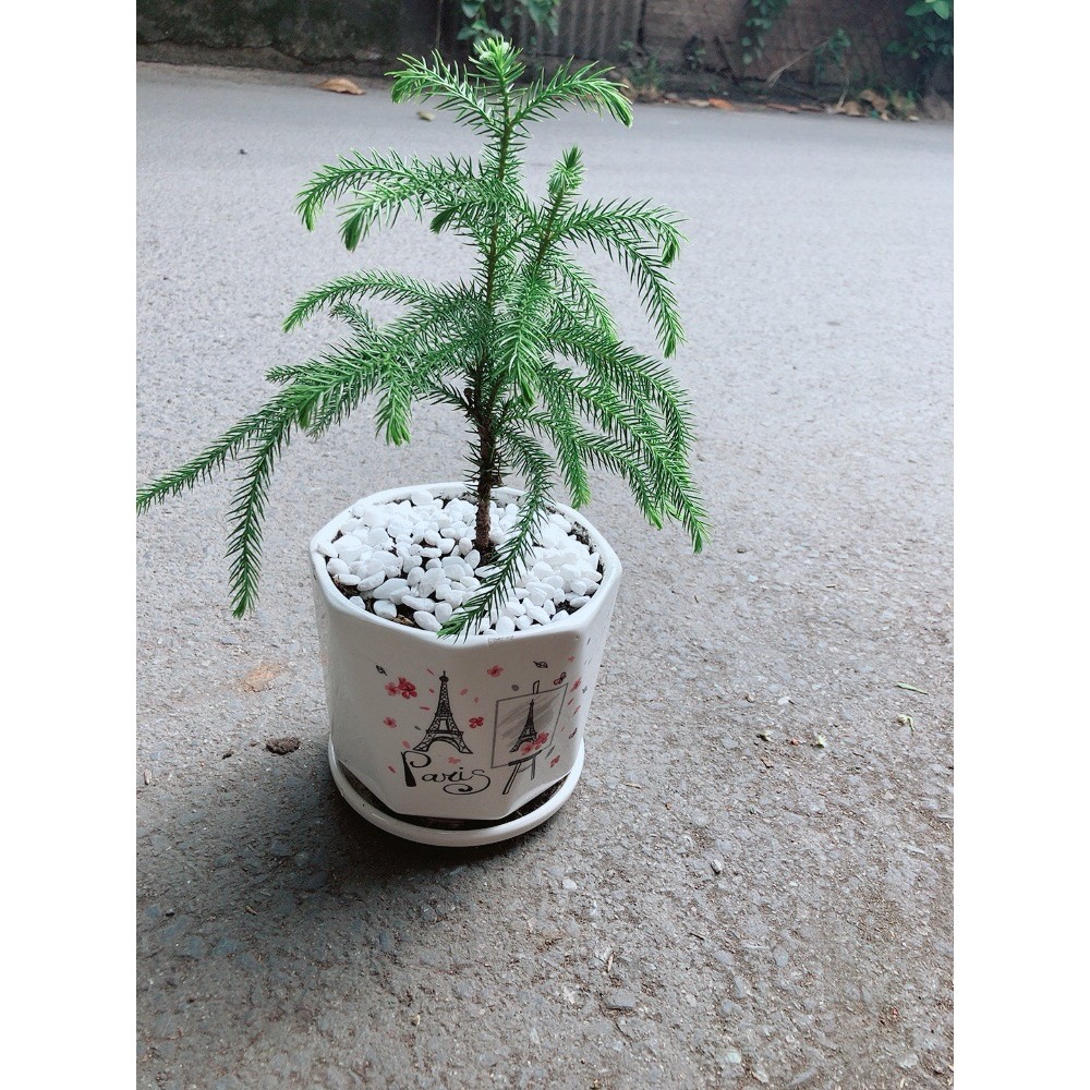 Chậu Cây Tùng Bồng Lai