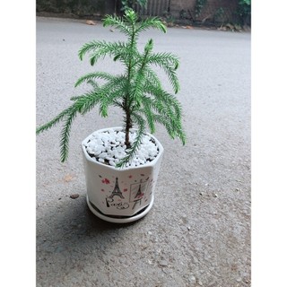 Chậu Cây Tùng Bồng Lai