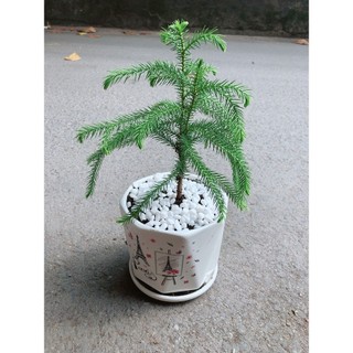 Chậu Cây Tùng Bồng Lai