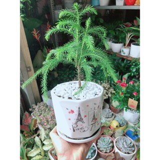Chậu Cây Tùng Bồng Lai