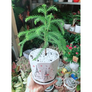 Chậu Cây Tùng Bồng Lai