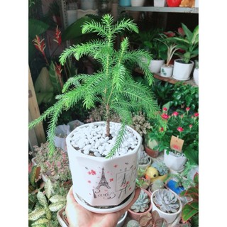 Chậu Cây Tùng Bồng Lai