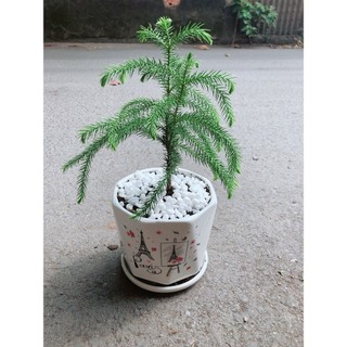 Chậu Cây Tùng Bồng Lai