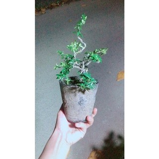 Kim Quýt Bonsai