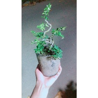 Kim Quýt Bonsai