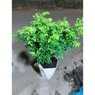 Chậu Cây Nguyệt Quế Size Lớn