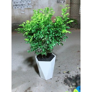 Chậu Cây Nguyệt Quế Size Lớn