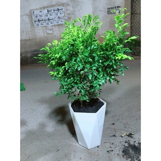 Chậu Cây Nguyệt Quế Size Lớn