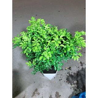 Chậu Cây Nguyệt Quế Size Lớn
