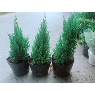 Sơn Tùng 60cm (tính cả bầu)