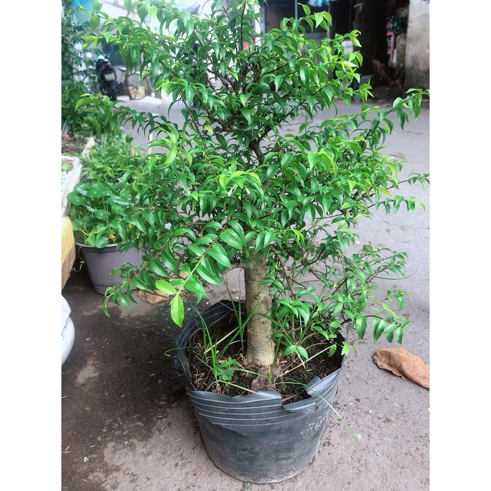 Cây Mai Chiếu Thuỷ Bonsai 50-60cm