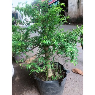 Cây Mai Chiếu Thuỷ Bonsai 50-60cm