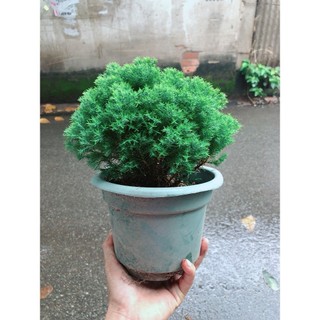 Chậu Tùng Bồng Lai
