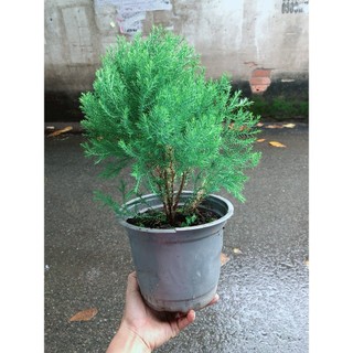 Chậu Tùng Bồng Lai