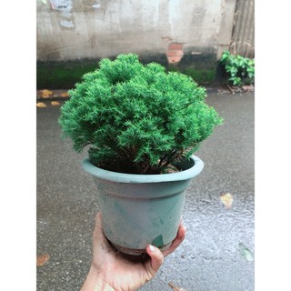 Chậu Tùng Bồng Lai