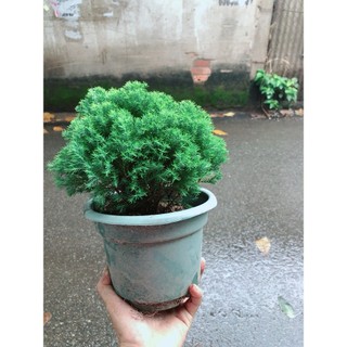 Chậu Tùng Bồng Lai