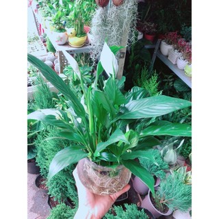 Chậu Cây Lan Ý Thuỷ Sinh