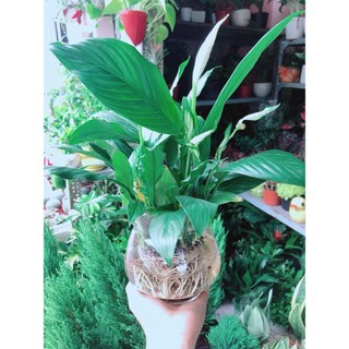 Chậu Cây Lan Ý Thuỷ Sinh