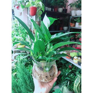 Chậu Cây Lan Ý Thuỷ Sinh