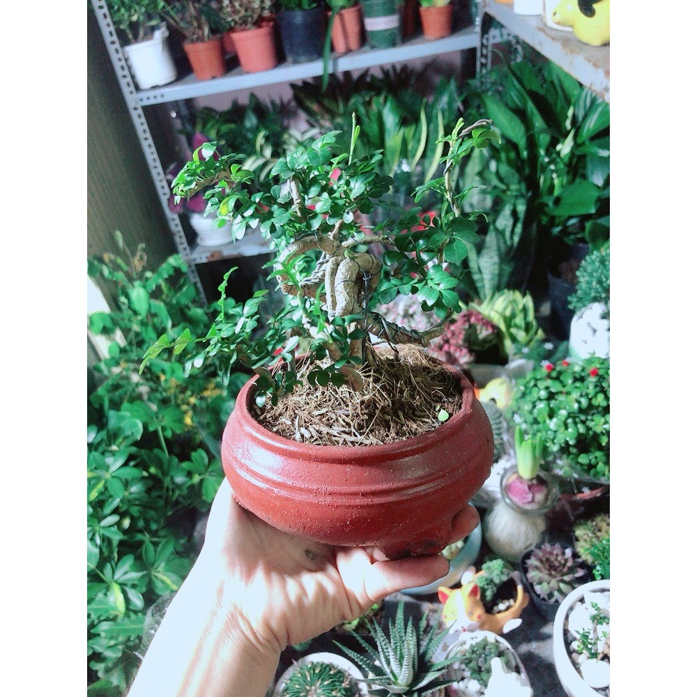 Chậu Cây Cần Thăng Bonsai