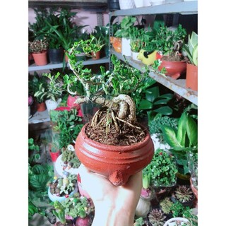 Chậu Cây Cần Thăng Bonsai
