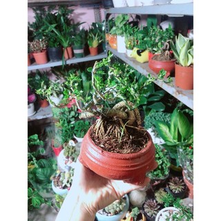 Chậu Cây Cần Thăng Bonsai